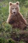 Alaskan brown bear along Alagnak River, Alaska. Art Print
